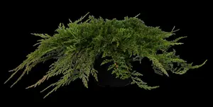 Juniperus horizontalis 'Prince of Wales' - 2 Ltr pot - image 3