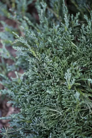 Juniperus horizontalis 'Wiltonii' - 2 Ltr pot - image 2