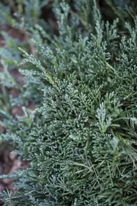 Juniperus horizontalis 'Wiltonii' - 2 Ltr pot - image 2