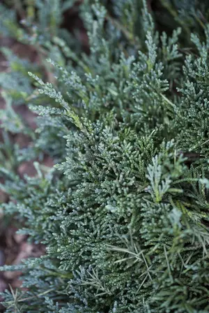 Juniperus horizontalis 'Wiltonii' - 1.5 Ltr pot - image 1