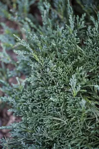 Juniperus horizontalis 'Wiltonii' - 1.5 Ltr pot - image 1