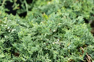 Juniperus horizontalis 'Wiltonii' - 2 Ltr pot - image 3