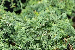 Juniperus horizontalis 'Wiltonii' - LINERS 18 CEL TRAY P10,5 SIZE