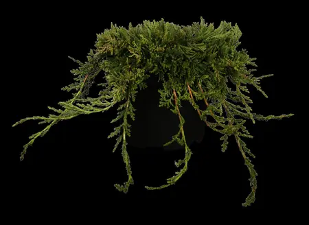 Juniperus horizontalis 'Wiltonii' - 2 Ltr pot - image 1