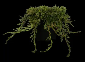 Juniperus horizontalis 'Wiltonii'