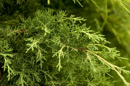 Juniperus pfitzeriana 'Blue Chiffon' - 20-25 CM C2.5 - image 1