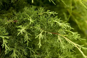 Juniperus pfitzeriana 'Blue Chiffon'
