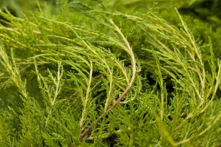 Juniperus pfitzeriana 'Blue Chiffon' - 25-30 CM C3 - image 2