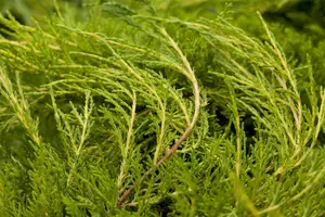 Juniperus pfitzeriana 'Blue Chiffon' - 25-30 CM C3 - image 2
