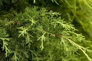 Juniperus pfitzeriana 'Blue Chiffon' - 20-25 CM C2 - image 2
