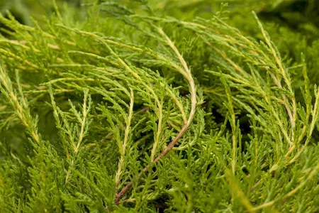 Juniperus pfitzeriana 'Blue Chiffon' - 40-50 CM C7.5 - image 2
