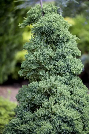 Juniperus procumbens 'Nana' - 60 CM STEM 5L - image 4