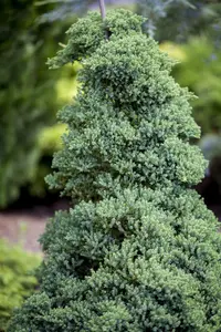 Juniperus procumbens 'Nana' - 60 CM STEM 5L - image 4