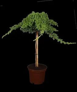 Juniperus procumbens 'Nana' - 20-25 CM C2.5 - image 3