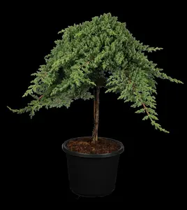 Juniperus procumbens 'Nana'