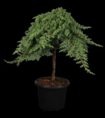 Juniperus procumbens 'Nana' - 70-80 CM C10 - image 1