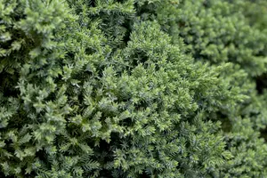 Juniperus procumbens 'Nana' - 20-25 CM C2.5 - image 5