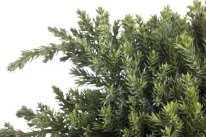 Juniperus procumbens 'Nana' - 70-80 CM C7.5 - image 5