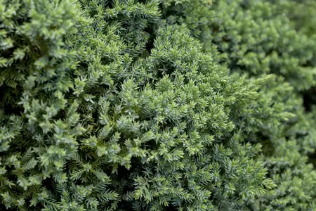Juniperus procumbens 'Nana' - 60 CM STEM 5L - image 2