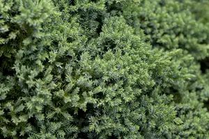 Juniperus procumbens 'Nana' - 60 CM STEM 5L - image 2