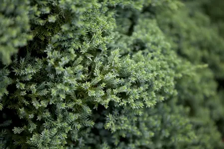 Juniperus procumbens 'Nana' - 60 CM STEM 5L - image 3