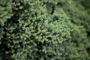 Juniperus procumbens 'Nana' - 60 CM STEM 5L - image 3