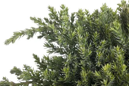 Juniperus procumbens 'Nana' - 60 CM STEM 5L - image 5