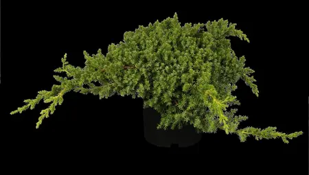 Juniperus procumbens 'Nana' - 20-25 CM C2.5 - image 2