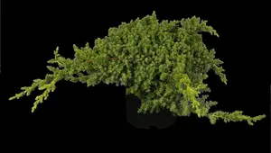 Juniperus procumbens 'Nana' - 20-25 CM C2.5 - image 2