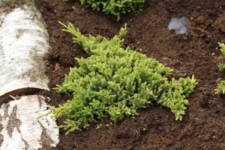 Juniperus procumbens 'Nana' - 20-25 CM C2.5 - image 4
