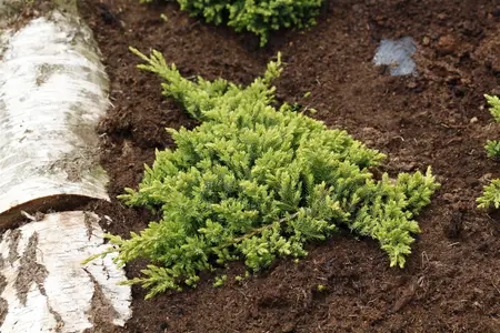 Juniperus procumbens 'Nana' - 60 CM STEM 5L - image 1