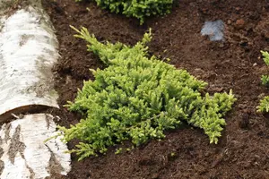 Juniperus procumbens 'Nana' - 60 CM STEM 5L - image 1