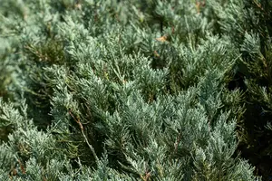 Juniperus sabina - P9 - image 4