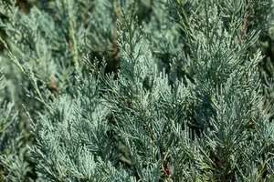 Juniperus sabina 'Hicksii'