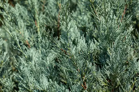 Juniperus sabina 'Hicksii' - 30-40 CM RB - image 1