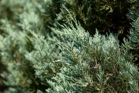 Juniperus sabina 'Hicksii' - 30-40 CM RB - image 2