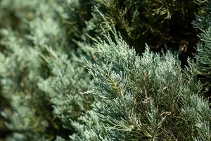 Juniperus sabina 'Hicksii' - 30-40 CM RB - image 2