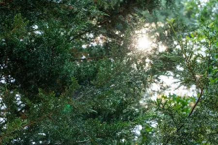 Juniperus sabina 'Hicksii' - 30-40 CM RB - image 3