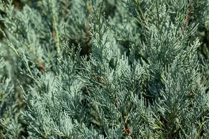 Juniperus sabina 'Hicksii' - 30-40 CM C5 - image 1