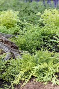 Juniperus sabina 'Rockery Gem' - P9 - image 2
