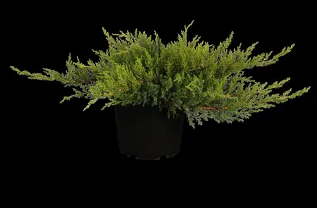 Juniperus sabina 'Rockery Gem' - P9 - image 1