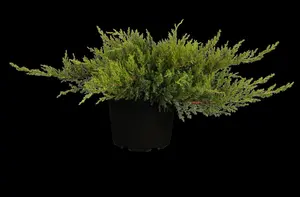 Juniperus sabina 'Rockery Gem'