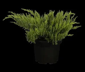 Juniperus sabina 'Tamariscifolia'