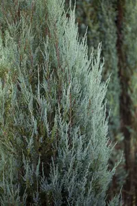 Juniperus scopulorum 'Skyrocket' - P9