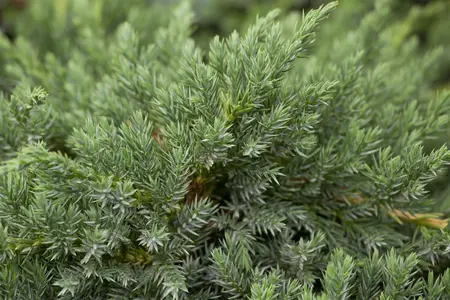 Juniperus squamata 'Blue Carpet' - 20-25 CM C5 - image 1