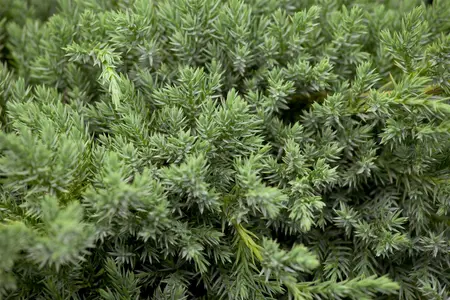 Juniperus squamata 'Blue Carpet' - 20-25 CM C5 - image 2