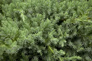 Juniperus squamata 'Blue Carpet' - 20-25 CM C5 - image 2