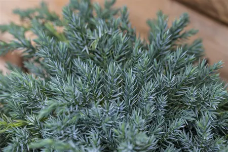Juniperus squamata 'Blue Carpet' - 20-25 CM C5 - image 4