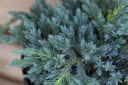 Juniperus squamata 'Blue Carpet' - LINERS 32 CEL TRAY P7 SIZE - image 5