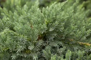 Juniperus squamata 'Blue Carpet' - LINERS 18 CEL TRAY P10,5 SIZE - image 1